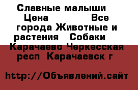 Славные малыши! › Цена ­ 10 000 - Все города Животные и растения » Собаки   . Карачаево-Черкесская респ.,Карачаевск г.